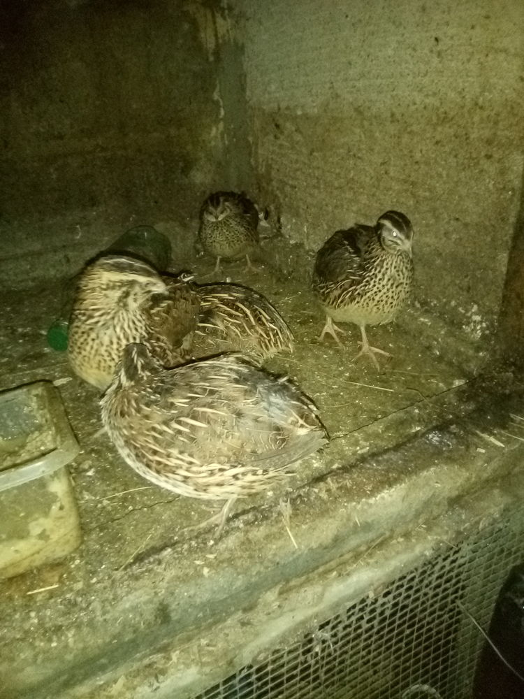 cailles femelles et m&acirc;les 2026 5 89580 Gy-l'�v�que