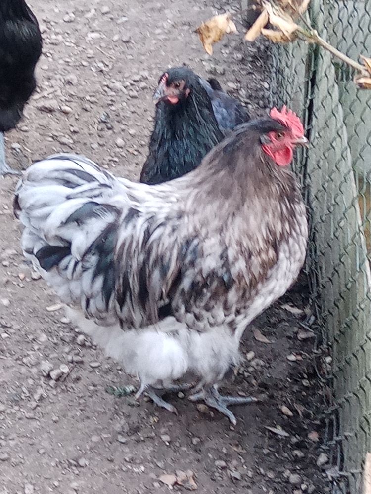 Coq Orpington 10 67230 Benfeld