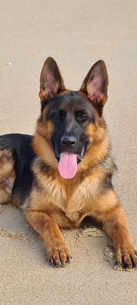 Saillie Berger Allemand LOF 590 85710 La garnache