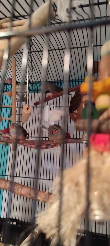 cage plus mandarins 60 67115 Plobsheim