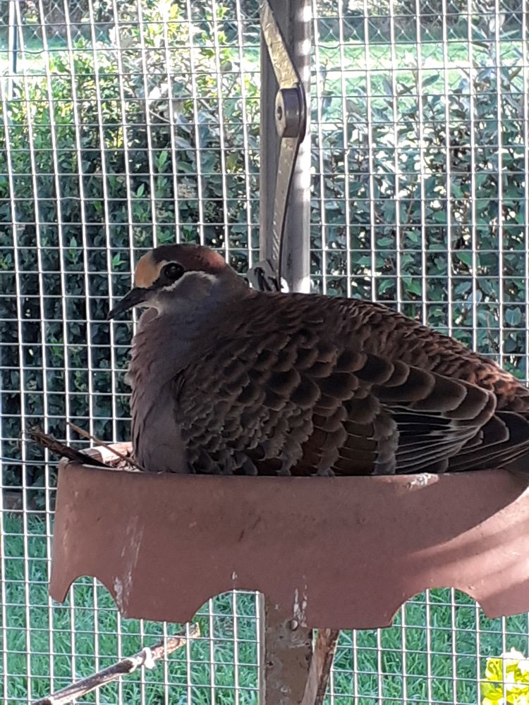 Colombes exotiques 50 14380 Sainte-marie-outre-l'eau