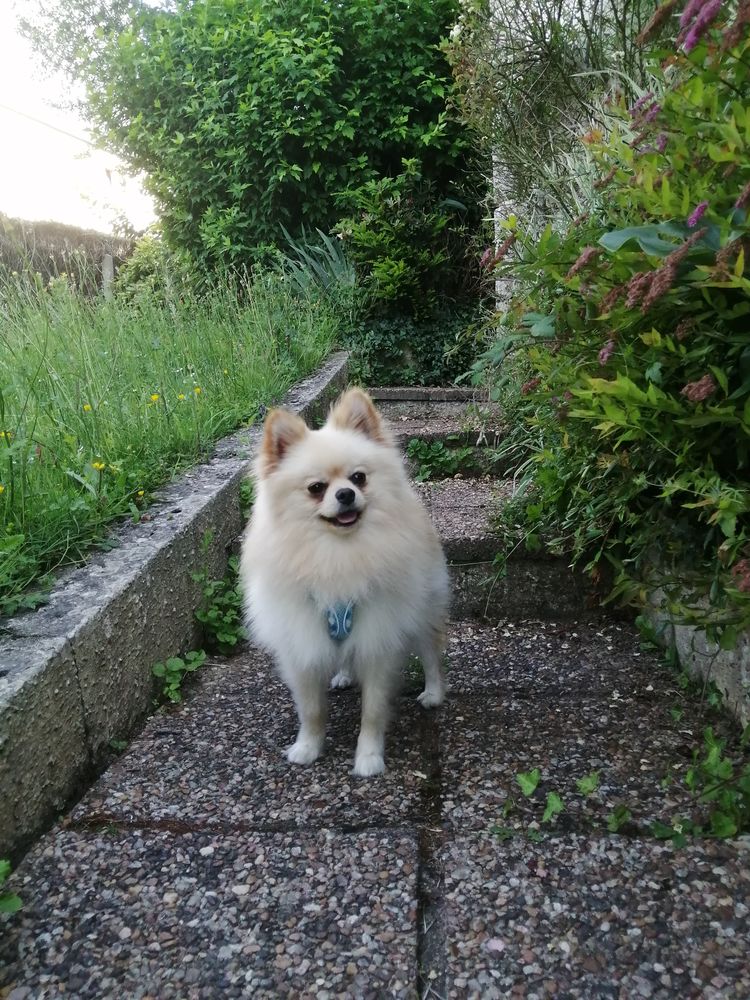 Spitz 900 35410 Nouvoitou