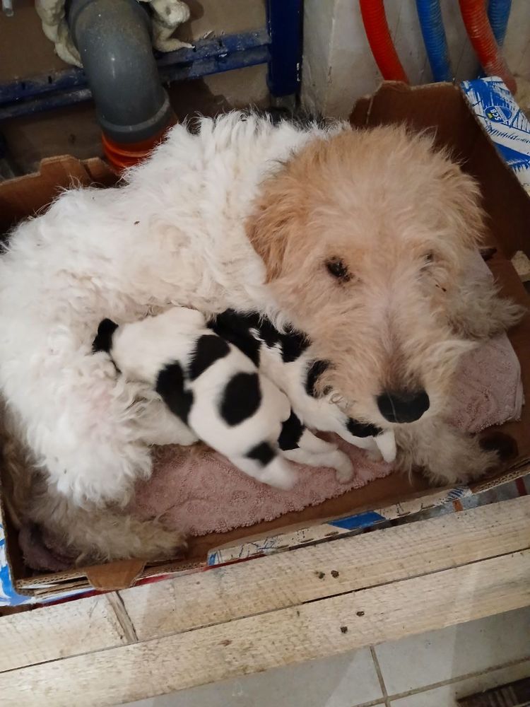 Fox terriers poils dur
0 71390 Sainte-h�l�ne