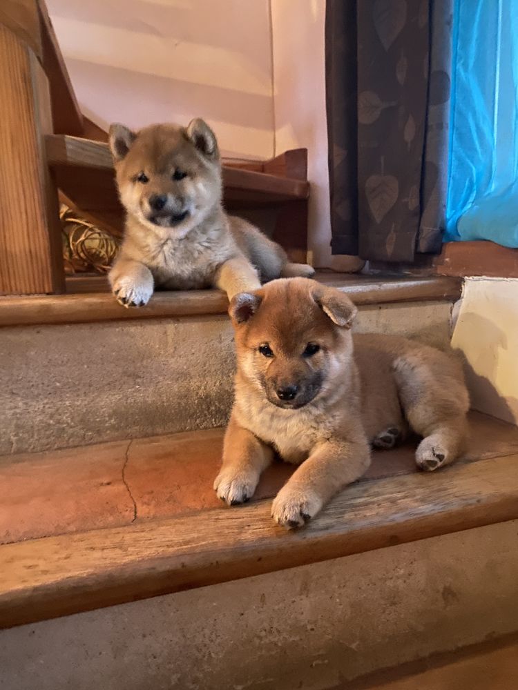 3 Magnifiques Chiots Shiba 1 Femelle et 2 m&acirc;les 1500 66000 Perpignan