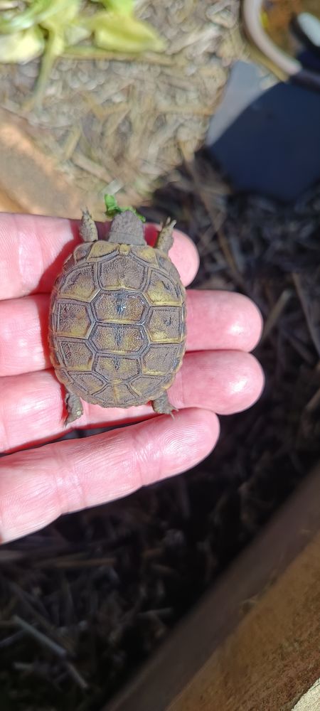 B&eacute;b&eacute; tortue de terre. 60 40230 Saint-vincent-de-tyrosse