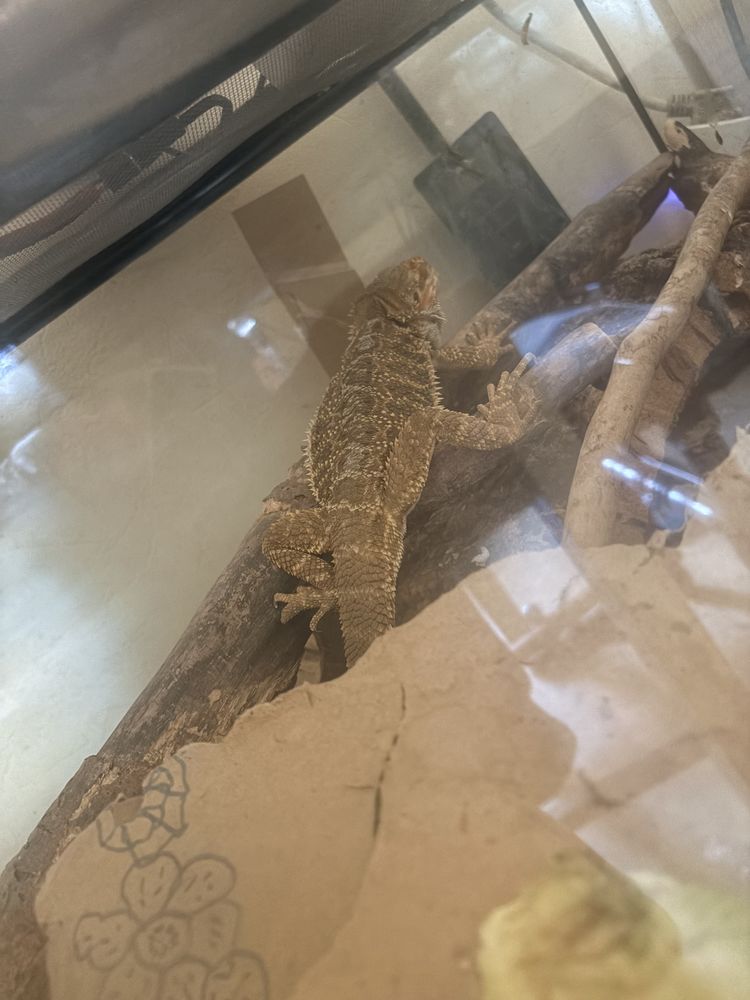 Pogona barbu 300 82000 Montauban