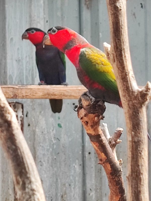 loris tricolore 0 38300 Bourgoin-jallieu