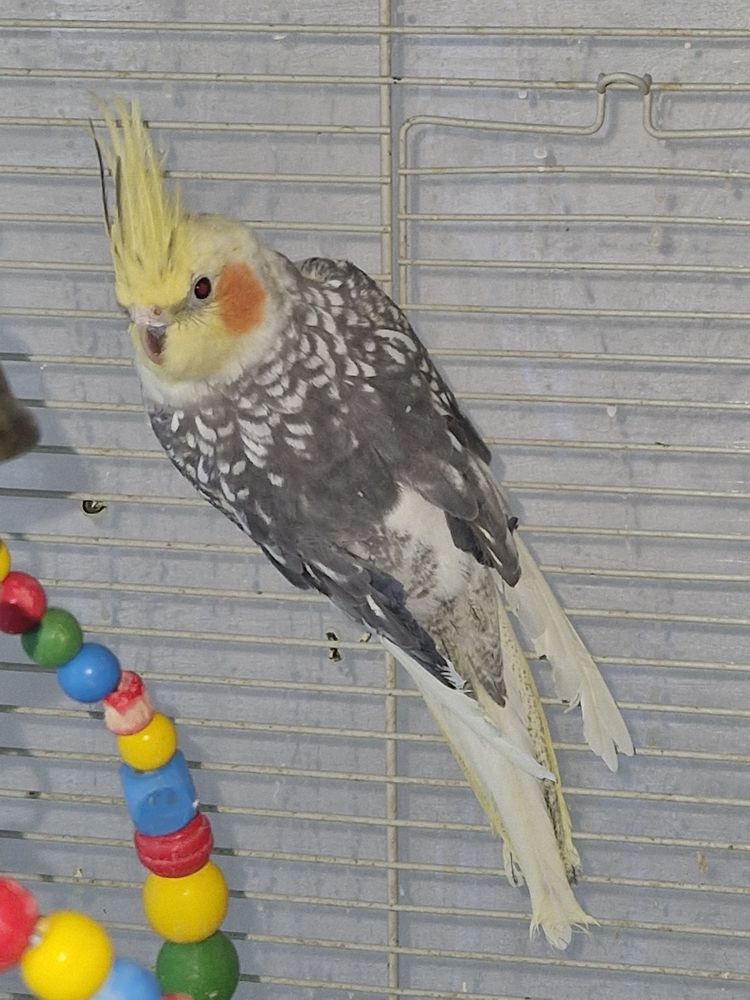 Calopsittes 30 69160 Tassin-la-demi-lune