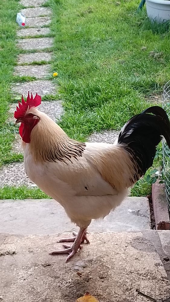 Coq Sussec 30 02310 Nogent-l'artaud