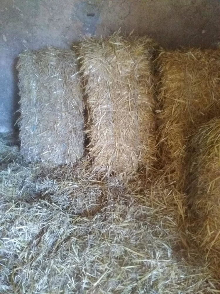 paille en petites bottes 150 17120 Gr�zac