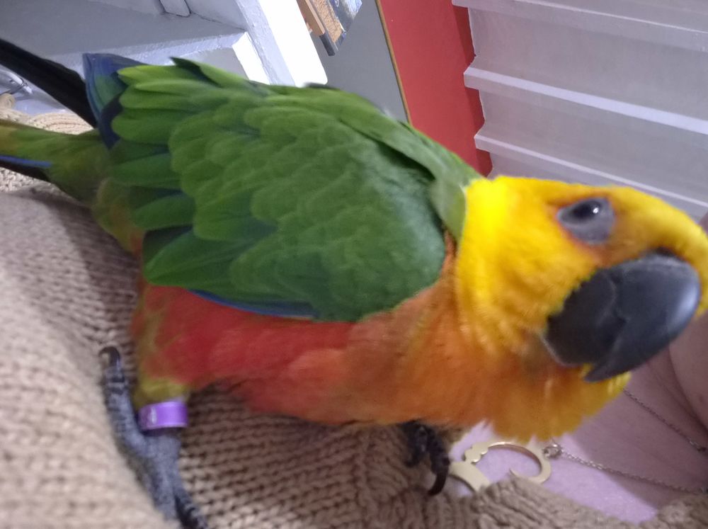 Conure Jandaya 350 53170 La bazouge-de-chemer�