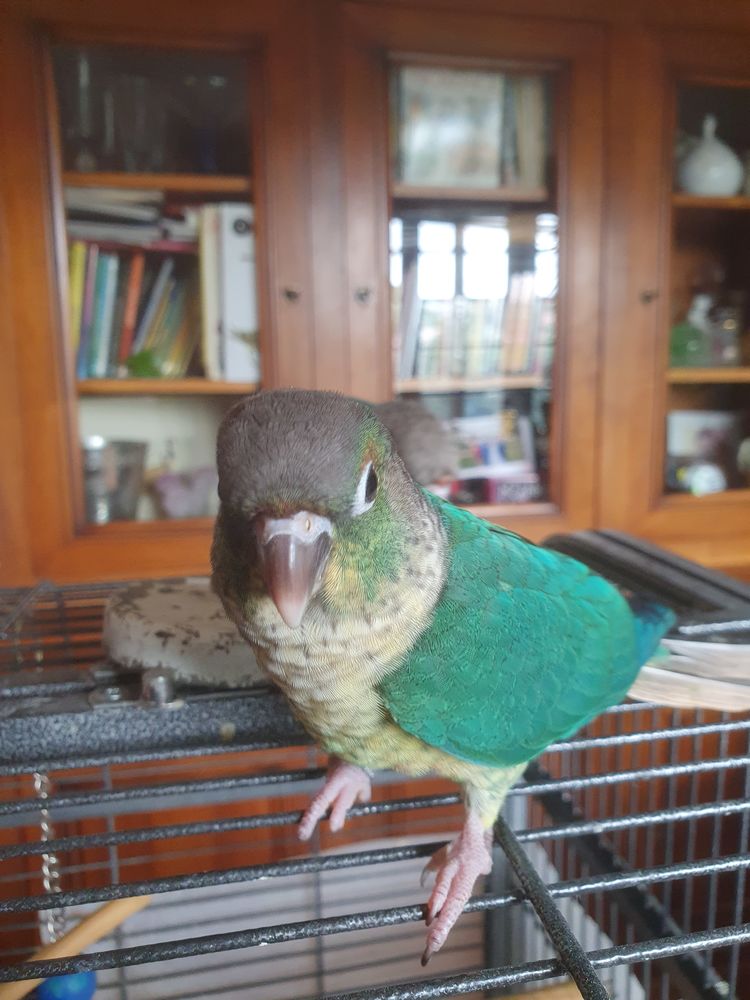 Pyrrhura molinae 100 13190 Allauch