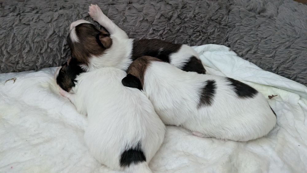 3 chiots papillon Adorables  chiots &Eacute;pagneul Nain Continenta 1700 78540 Vernouillet