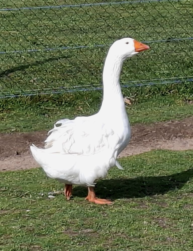 Oies fris&eacute;es ou lisses m&acirc;les ou femelles 2025 50 42820 Ambierle