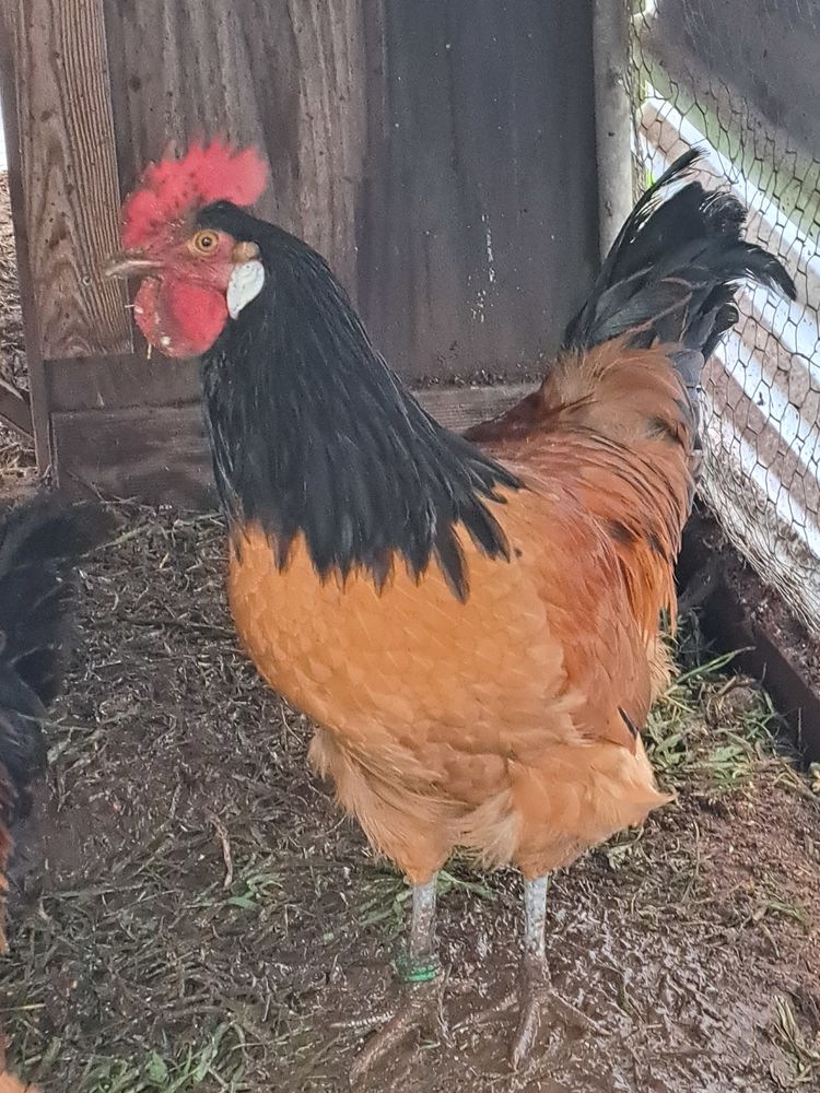  Coq vorwerk 20 85200 L'orbrie