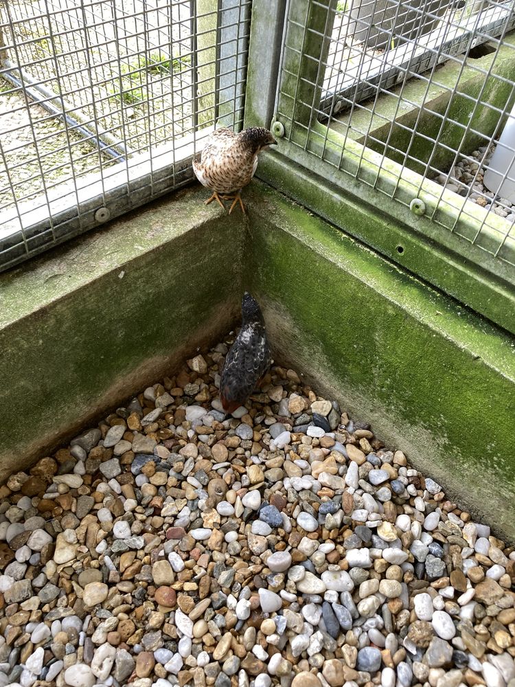 1 couple cailles de chine 17 35520 La chapelle-des-fougeretz