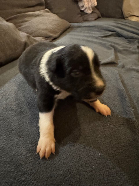 Adorables chiots Border Collie disponibles d&eacute;but mai 0 46500 Mayrinhac-lentour