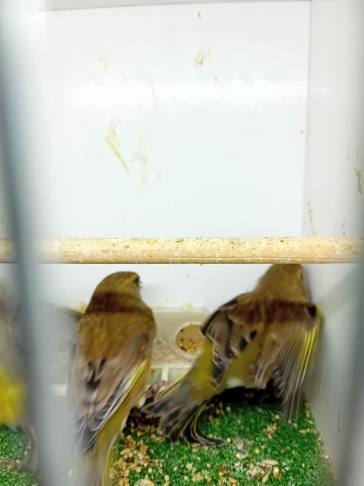 canari mutation 35 85140 Les essarts