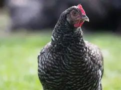 poulettes fermi&egrave;res plein air de juin 2025 coq 2025 17 59177 Sains-du-nord