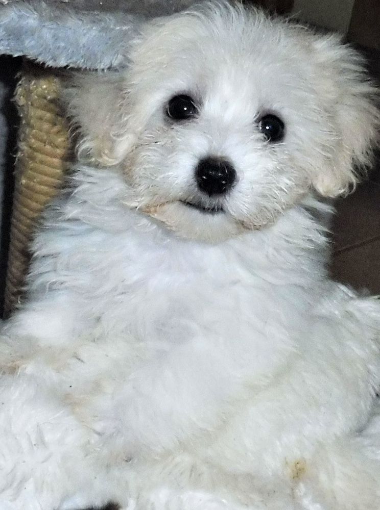 ADORABLE Chiot BICHON MALTAIS 980 82000 Montauban