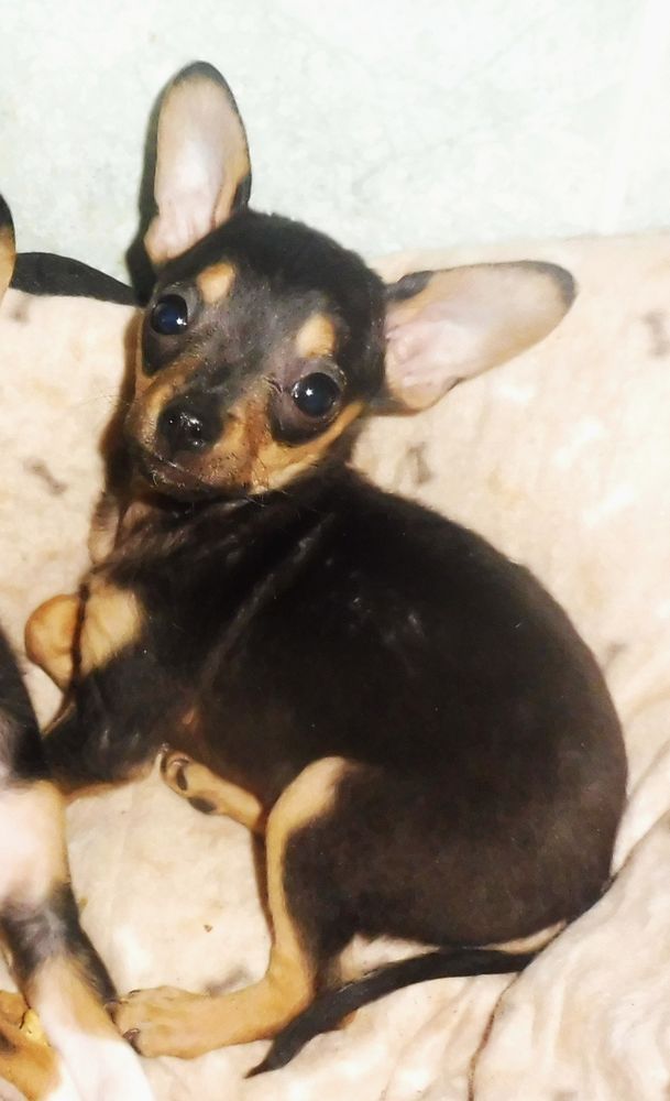  MINUSCULE PINSCHER NAIN 1100 82000 Montauban