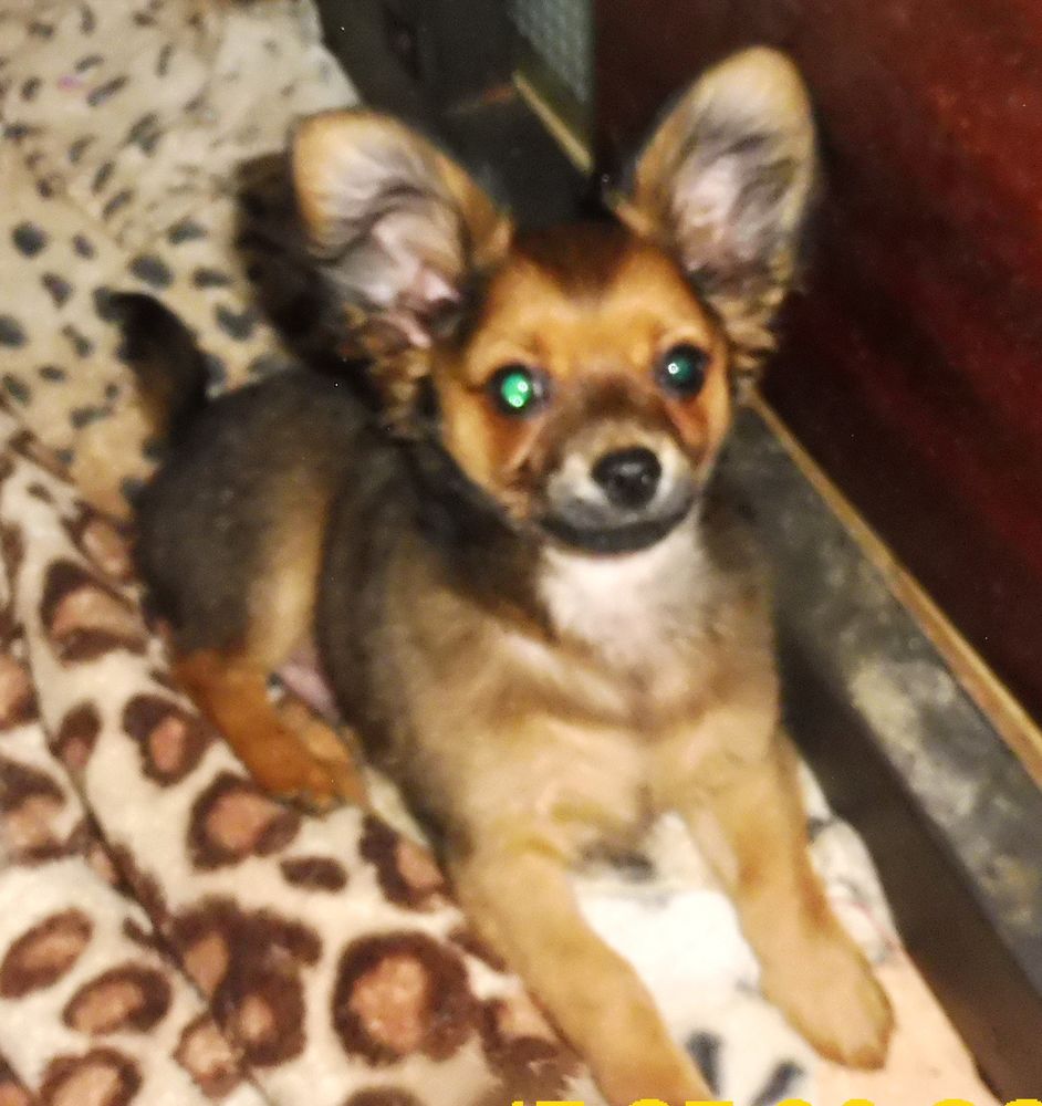 MERVEILLEUX petit CHIHUAHUA a poils long 980 82000 Montauban