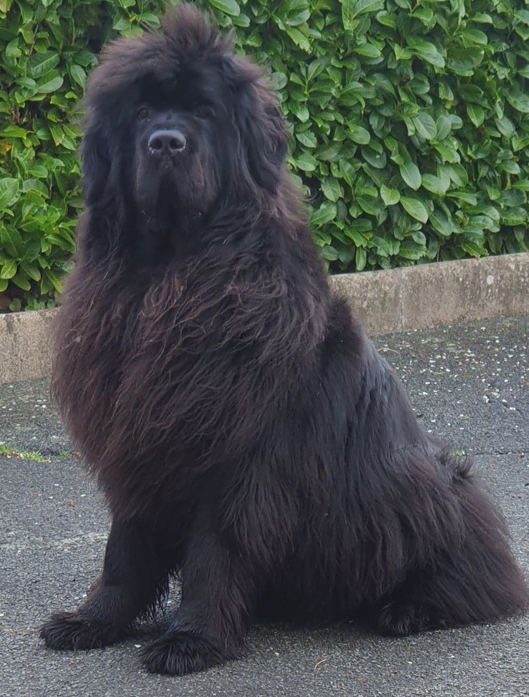 DE CHIOT TERRE NEUVE LOF 2100 85480 Thorigny