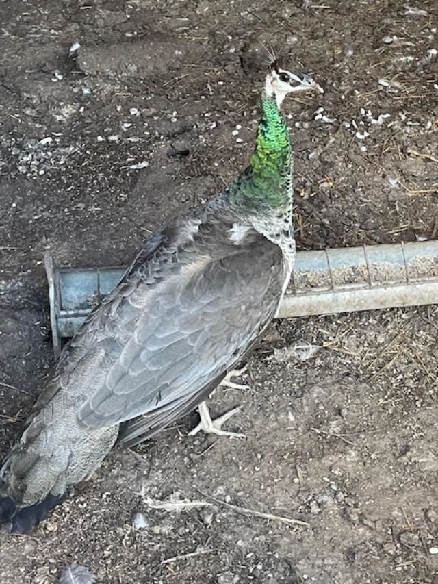 paon 120 81190 Sainte-gemme