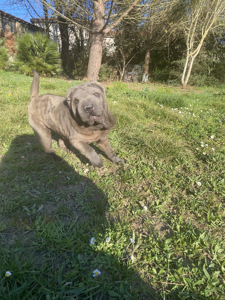 Femelle sharpei de couleur bleu 500 31000 Toulouse