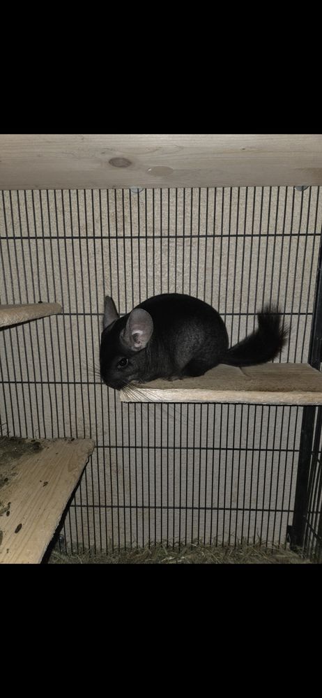 Couple chinchilla 0 24700 Moulin-neuf