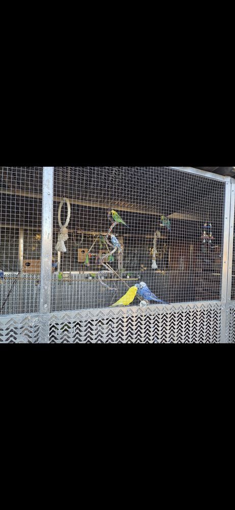 Perruche anglaise 35 24700 Moulin-neuf