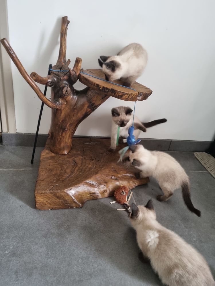 Arbre a chat 0 64300 Mont