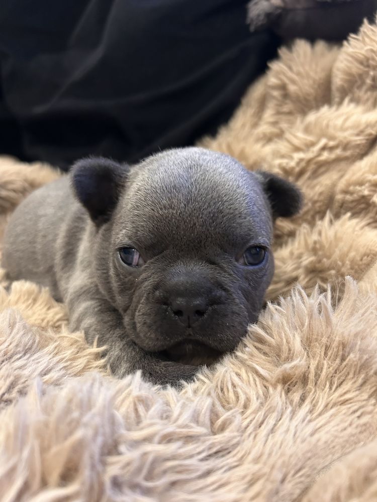 Bouledogue fran&ccedil;ais bleu 1280 26380 Peyrins