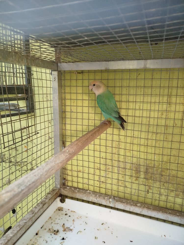 Ins&eacute;parables 35 34290 Valros