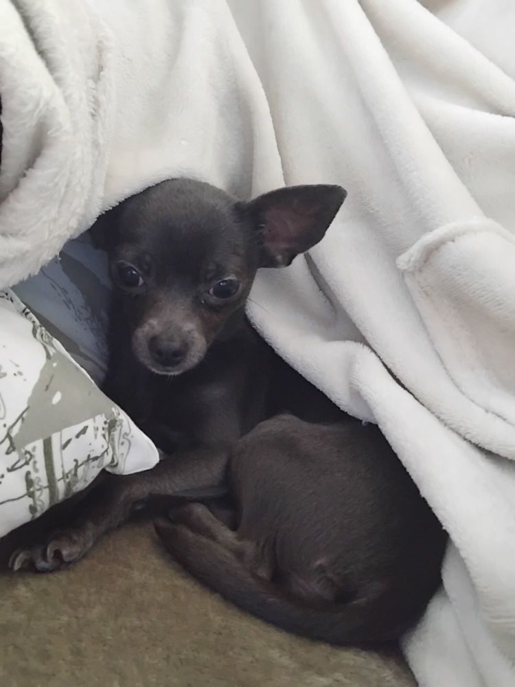 Femelle miniature 0 13090 Aix-en-provence