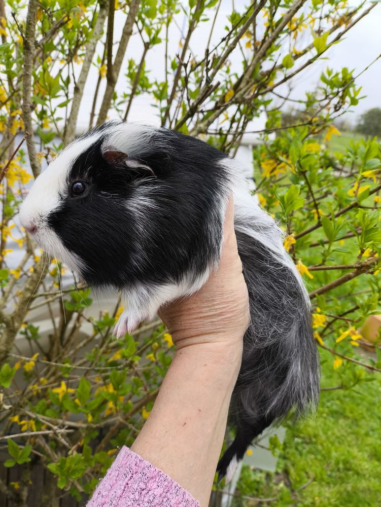 Jeune m&acirc;le cuy 
50 17520 Jarnac-champagne