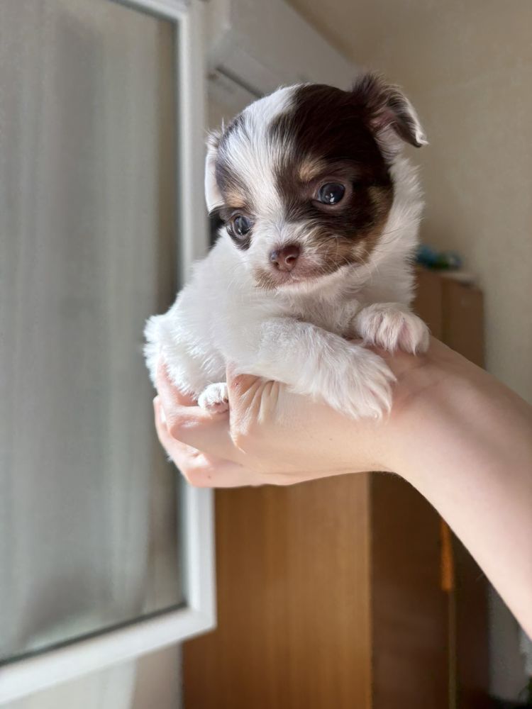 Adorable  chihuahua  1000 66000 Perpignan