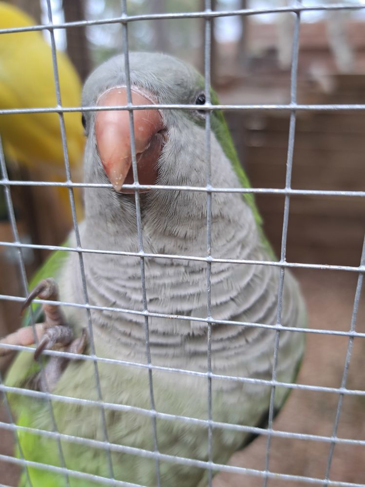 une conures souris femelle 220 66480 Maureillas-las-illas