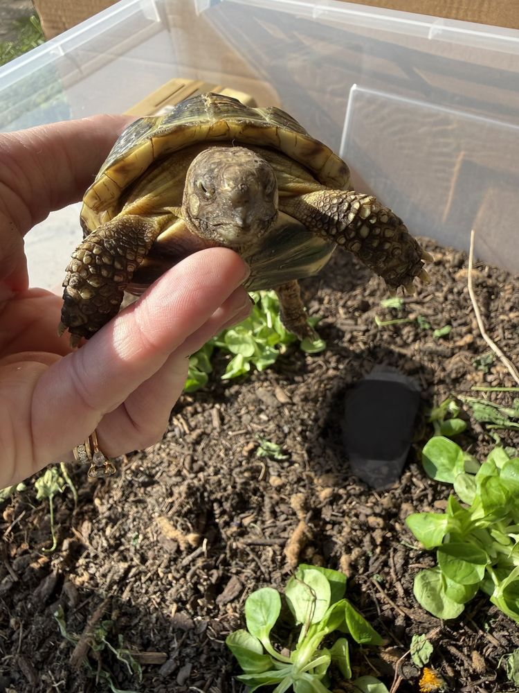 Tortue de terre 200 93330 Neuilly-sur-marne