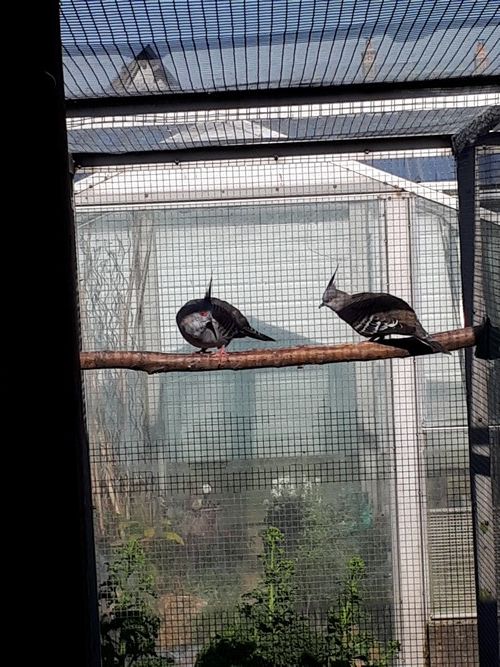 Lophote (Longup) 45 76260 Melleville