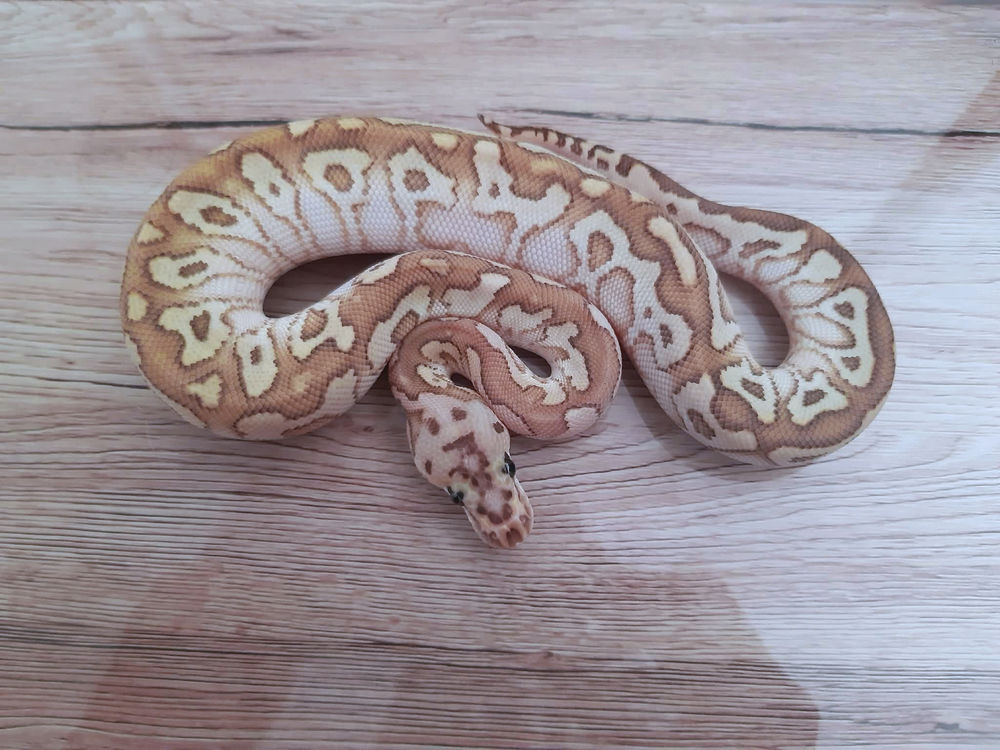 Python regius 2025 150 21110 Collonges-l�s-premi�res