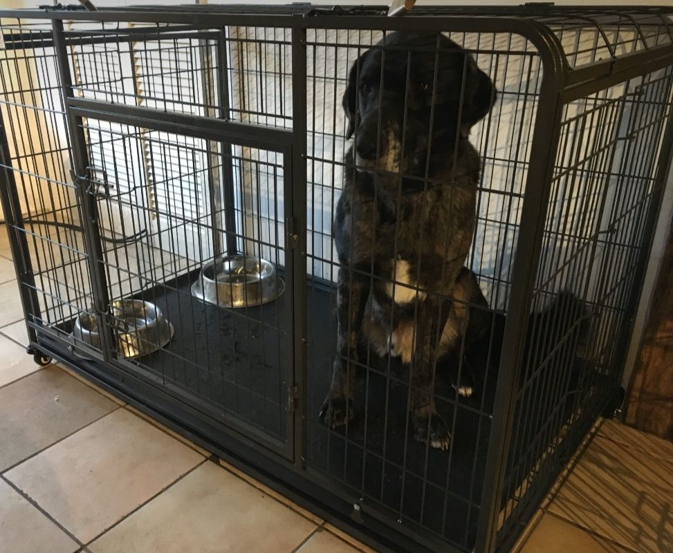 Grande cage pour chiens 300 45230 La bussi�re