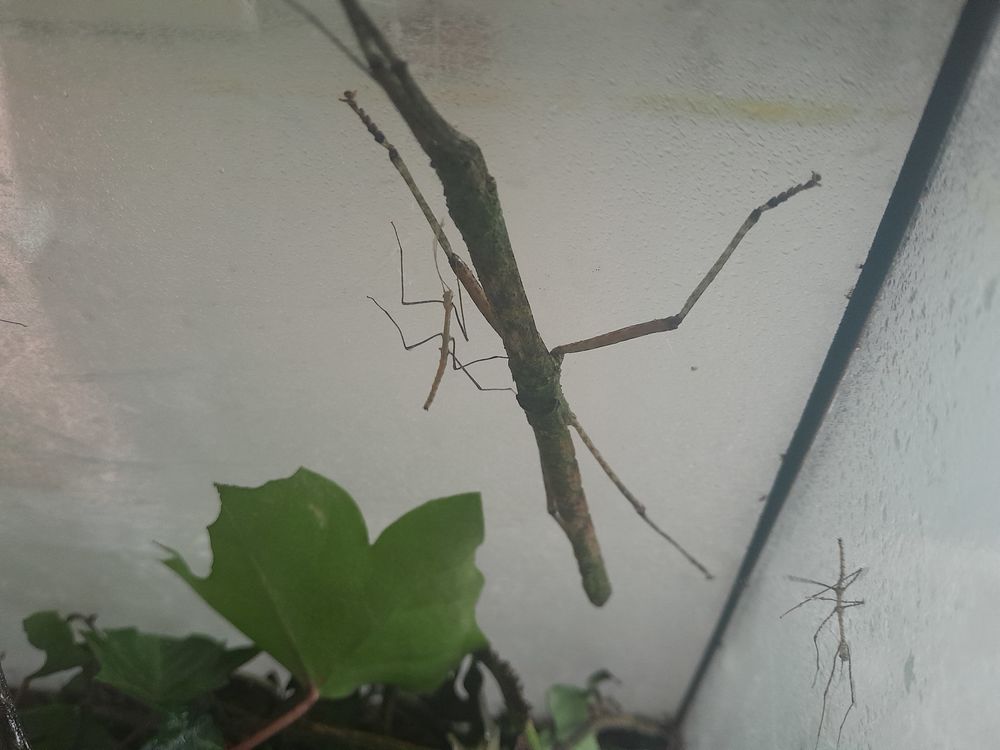 Phasmes oxyartes 1 95100 Argenteuil