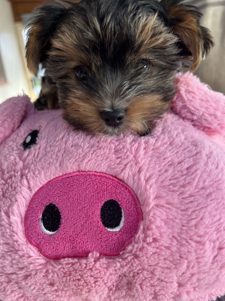 Adorable yorkshire terrier 1500 29000 Quimper