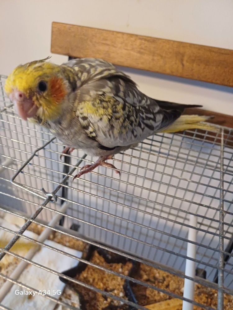 Recherche b&eacute;b&eacute;s calopsittes a finir d'&eacute;lever par moi m&ecirc;me. 35 91790 Boissy-sous-saint-yon