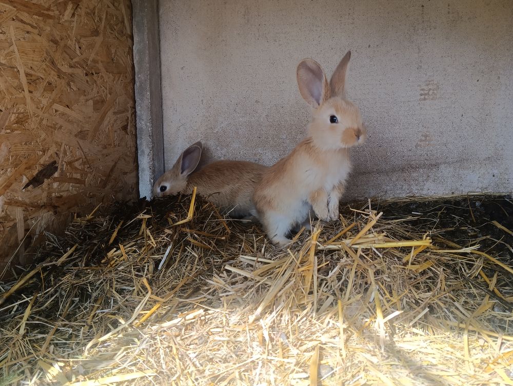 lapins 30 89740 Gland