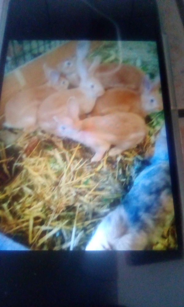 Dispo lapin 15 62180 Verton