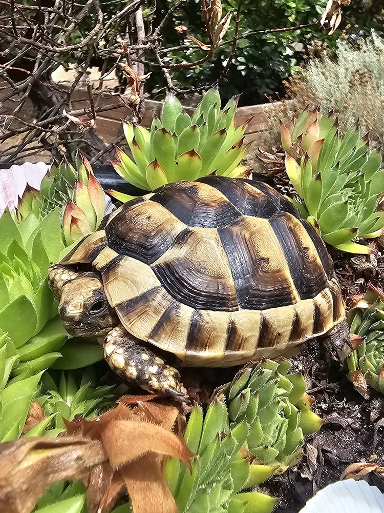 Tortue de terre 70 31000 Toulouse