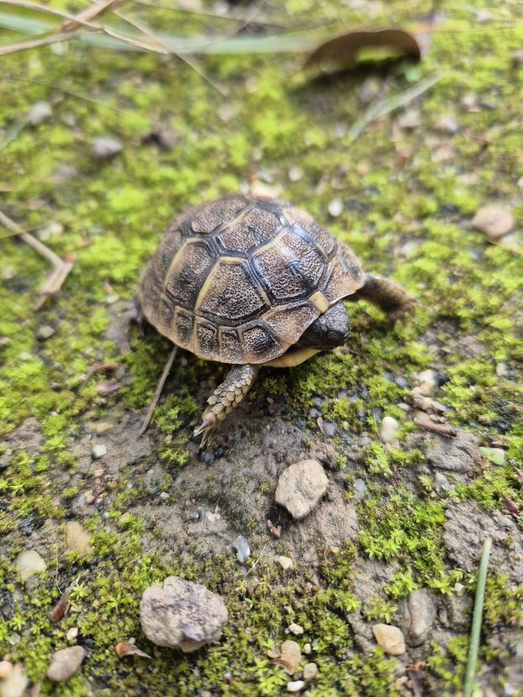 Hermann. 30 66000 Perpignan