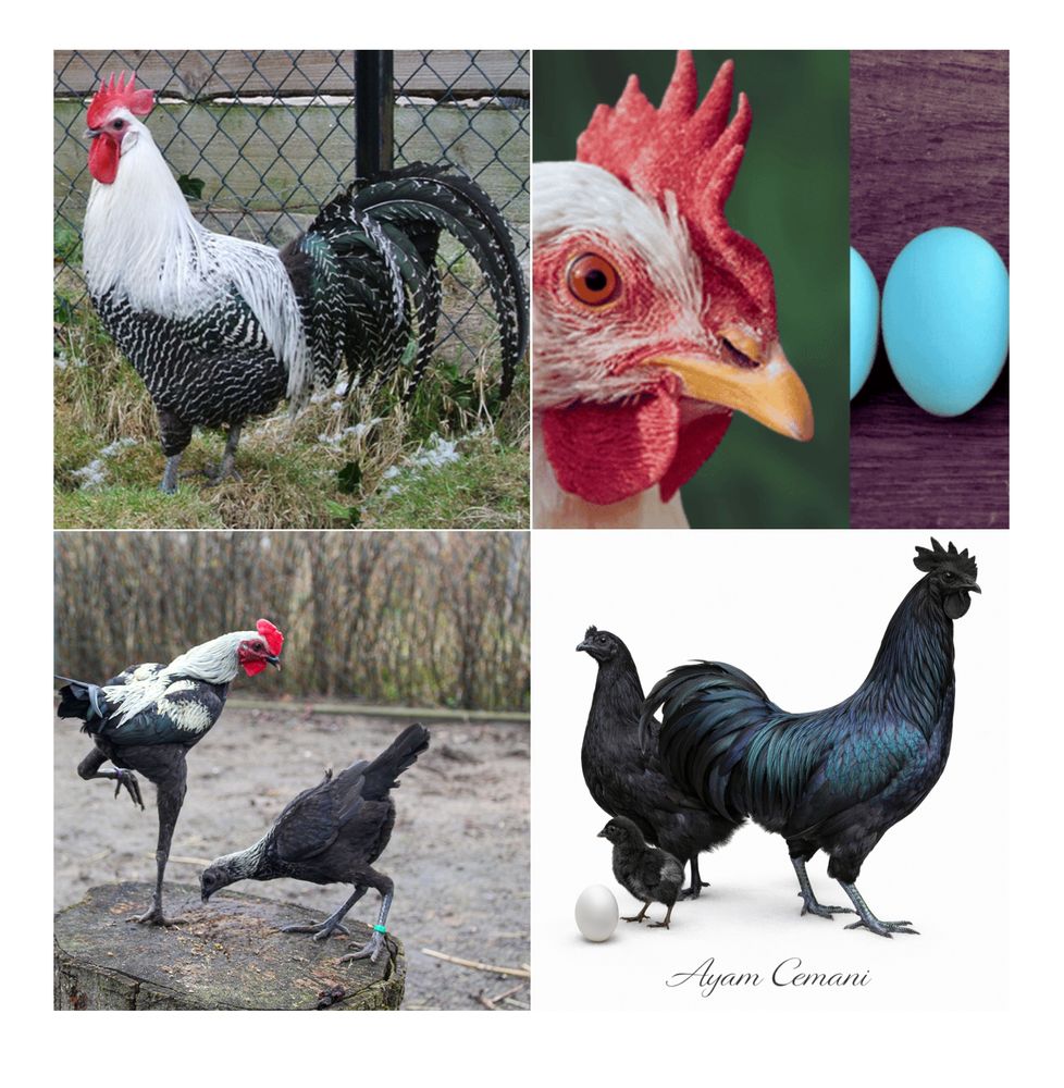 Oeufs f&eacute;cond&eacute;s &agrave; couver poule 3 34750 Villeneuve-l�s-maguelone